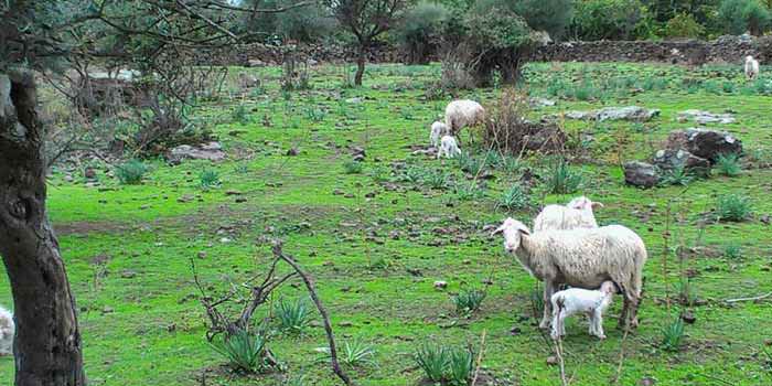 Pecore al pascolo vicino a Bosa.